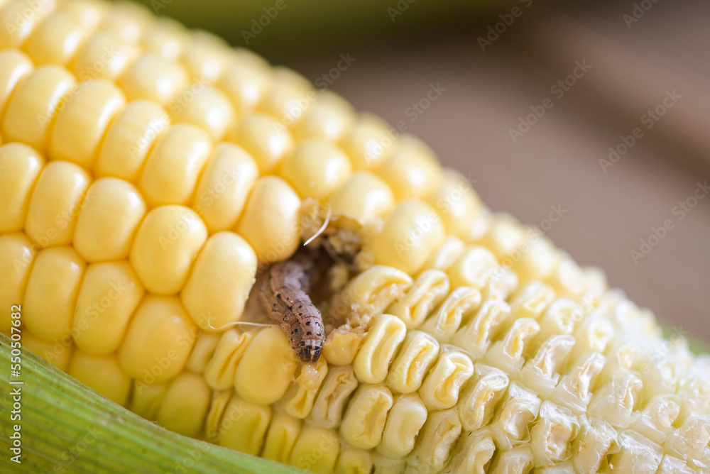 Ταπετσαρία Corn worm - Caterpillar corn borer important pest of corn crop, agricultural pro