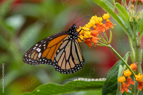 Ein Monarch Schmetterling an einer Blüte saugend