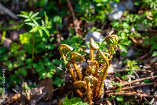 Dryopteris filix-mas flower growing in forest