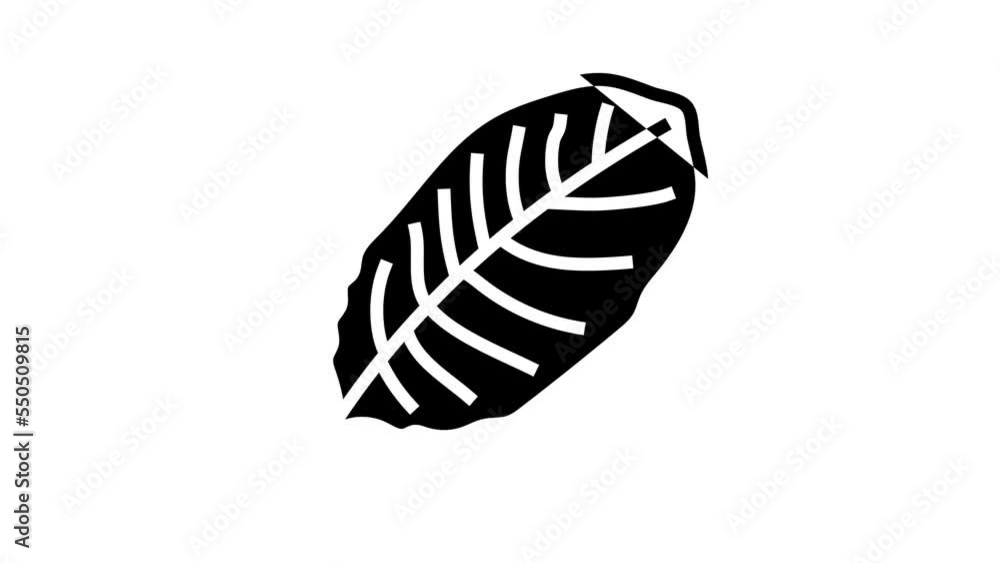 calathea tropical leaf line icon animation calathea tropical leaf line icon animation