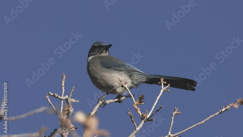 A Woodhouse's scrub jay perches on the top branches of a winter bare Gambel oak tree as it sways in the wind and then takes flight into a deep blue sky. photo