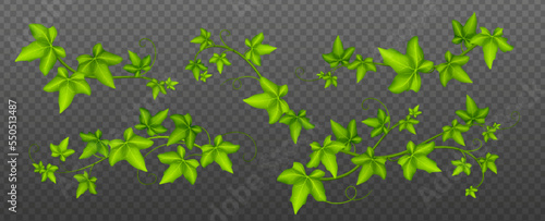 Ivy vines with green leaves, climbing creeper plant, botanical decorative design elements isolated on transparent background. Hedera branch garden decor, floral twigs, Realistic 3d vector illustration