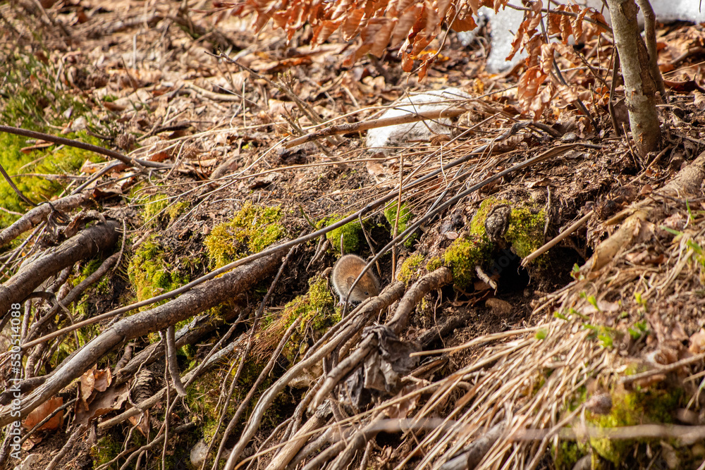 Mouse in the forest, spring time Mouse in the forest, spring time