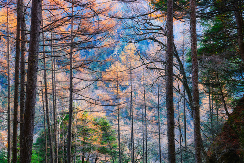 紅葉のカラマツ･落葉松･秋･登山･山岳風景･森林･北アルプス