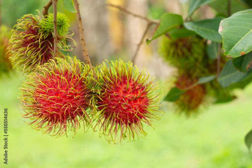 Rambutan on the tree. In the garden. Rambutan on the tree. In the garden.