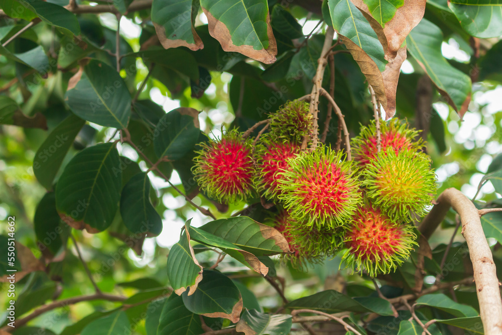 Rambutan on the tree. In the garden. Rambutan on the tree. In the garden.