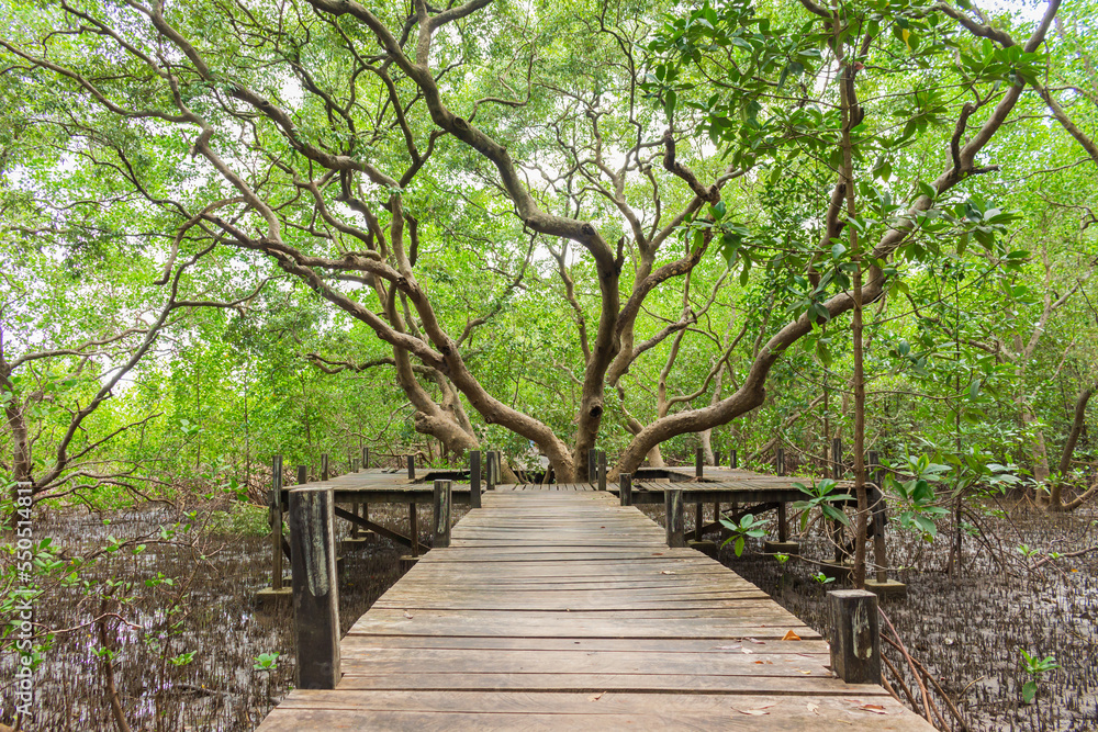 Mangrove trees in the mangrove forest in Thailand.