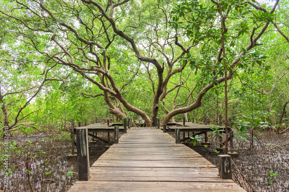 Mangrove trees in the mangrove forest in Thailand. Mangrove trees in the mangrove forest in Thailand.