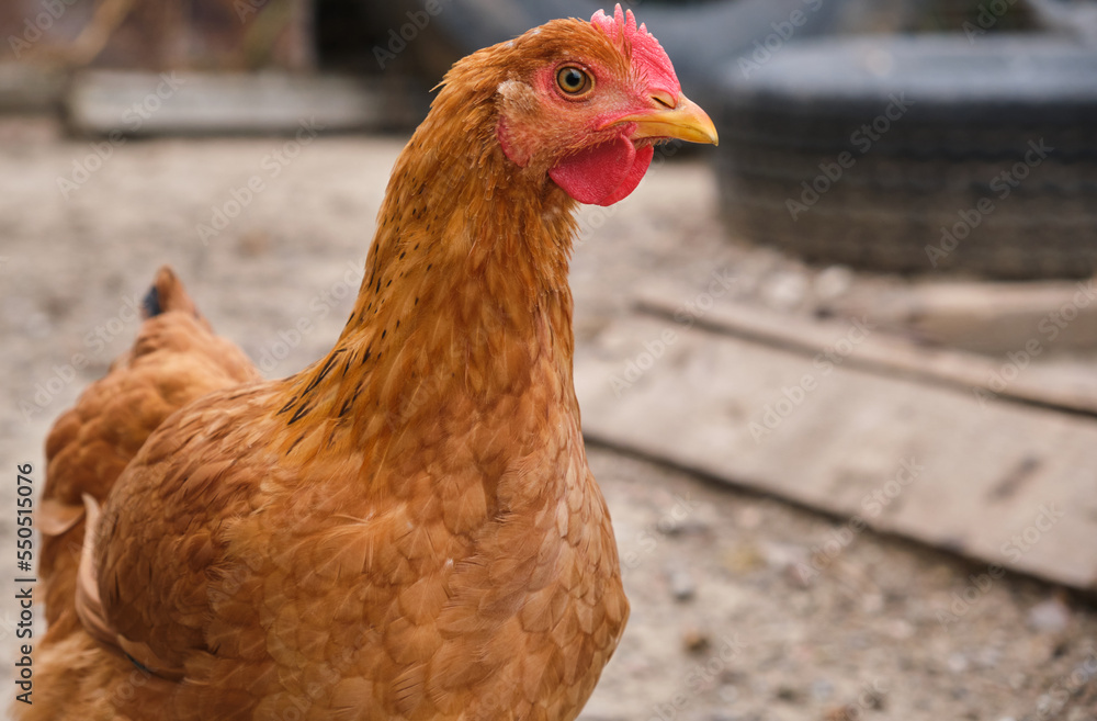 free range organic eco courtyard village rural chicken laying hen country farm