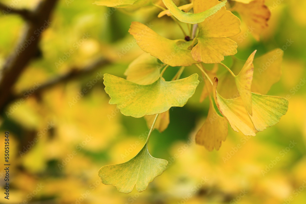Fototapeta premium changing color leaves of Ginkgo Tree,Maidenhair Tree,close-up of yellow and green leaves growing on the branches in autumn 