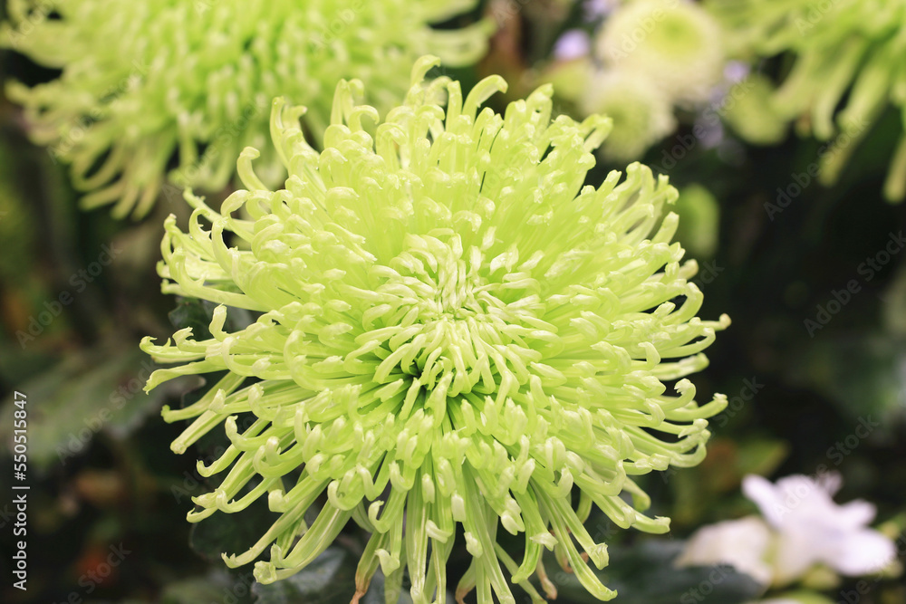 colorful Chrysanthemum flower close-up,beautiful green with yellow Chrysanthemum flower blooming in the garden in autumn
colorful Chrysanthemum flower close-up,beautiful green with yellow Chrysanthemum flower blooming in the garden in autumn