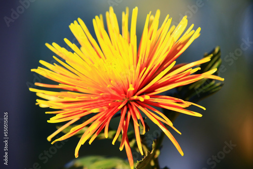 close-up of beautiful yellow with orange Chrysanthemum flower blooming in the garden in autumn 