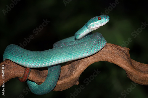Trimeresurus insularis, Pit viper snake on the branch