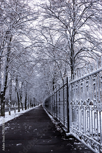 Snow on the trees in the park in winter © Yevheniia
