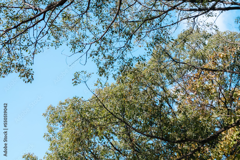 Obraz premium 【福岡】大濠公園の風景