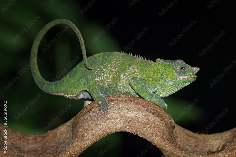 Fototapeta premium Fischer chameleon on the branch