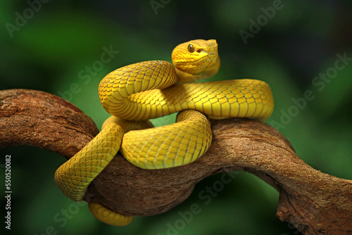 Trimeresurus insularis, Pit viper snake on the branch