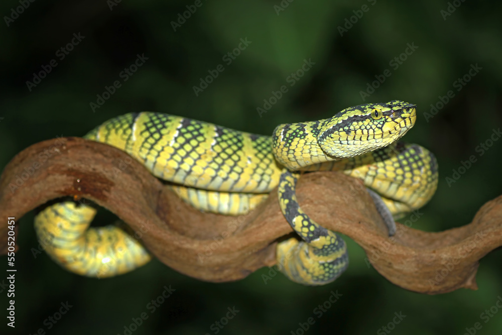 Fototapeta premium Tropidolaemus wagleri on the branch