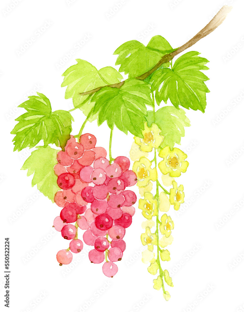 Obraz premium レッドカラントの花と実の水彩画