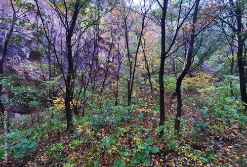 Wallpaper Mural autumn Torontodigital.ca