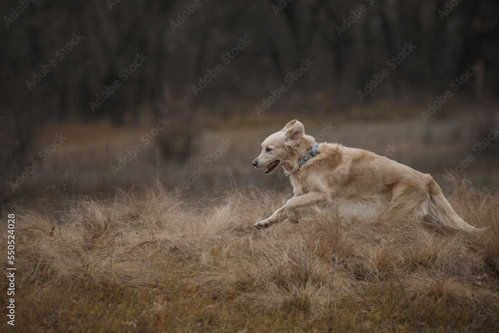 golden retriever in the field. dog outdoors in autumn golden retriever in the field. dog outdoors in autumn