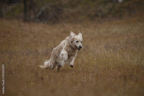 golden retriever in the field. dog outdoors in autumn © Даша Швецова