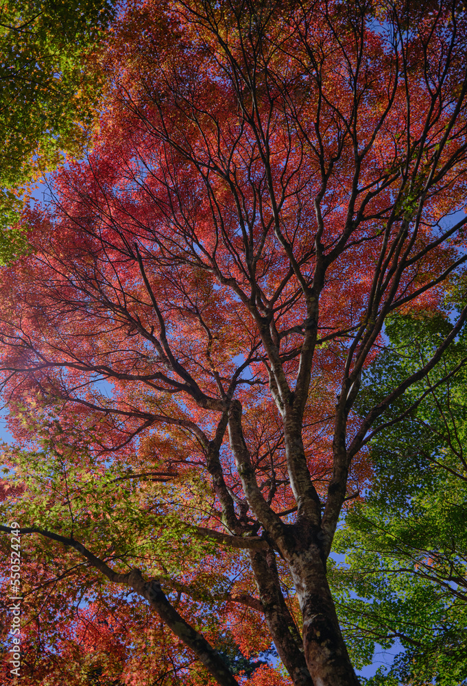 風景素材　秋の陽射しに映える紅葉