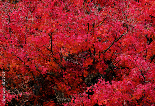 風景素材 秋の陽射しに映える紅葉