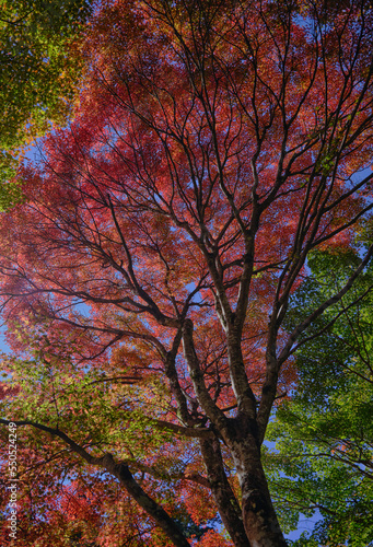 風景素材 秋の陽射しに映える紅葉