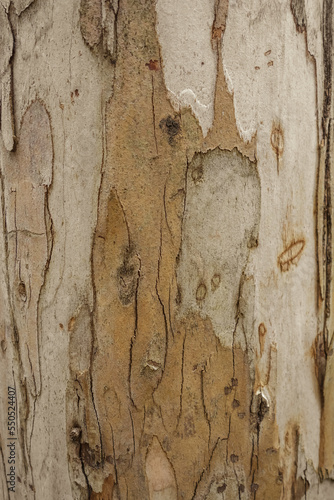 Eucalyptus wood texture