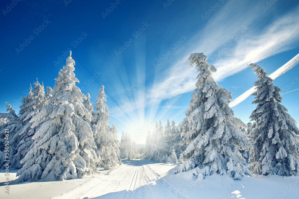 Fototapeta premium Sonnenschein im Winter