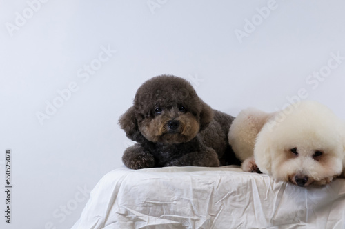 Selective focus on adorable black Poodle dog sleeping on messy  white color bed on white background.