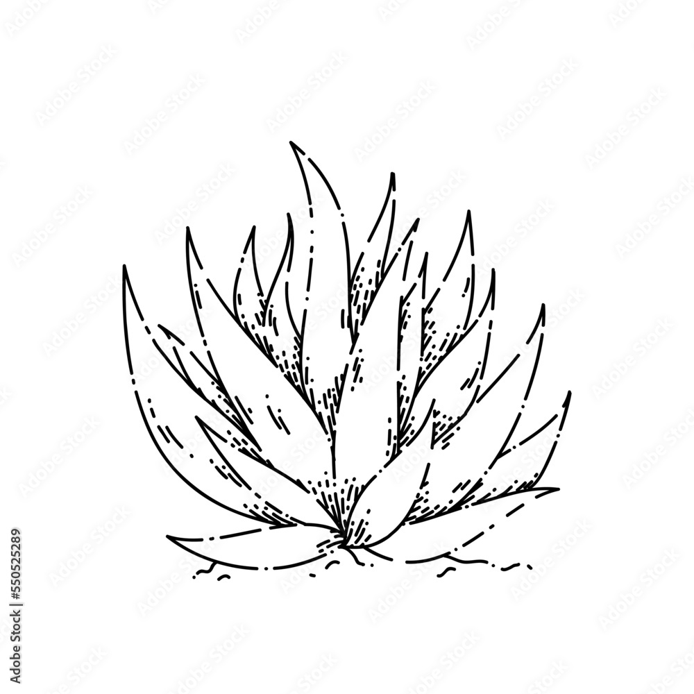 cactus aloe sketch hand drawn vector cosmetic product. ckin flower. wet medical plant. spa herbal vintage black line illustration