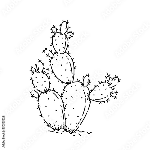 bunny ears cactus sketch hand drawn vector green succulent. garden cacti. easter plant vintage black line illustration