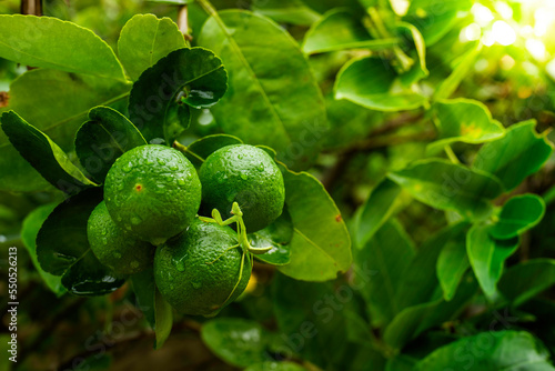 Wallpaper Mural Green Lemons on the plant, Green lemons on the branch, Insect on lemons, Fresh Lemon in the Organic garden,  Lemons on the branch with the Leaves background. Torontodigital.ca