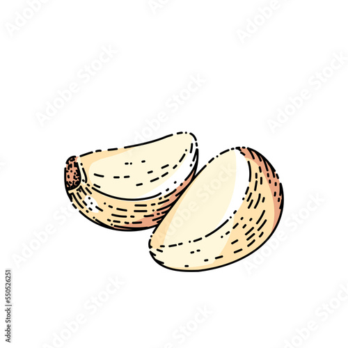 garlic cloves peeled sketch hand drawn vector fresh plant, cut ingredient, slicee harvest