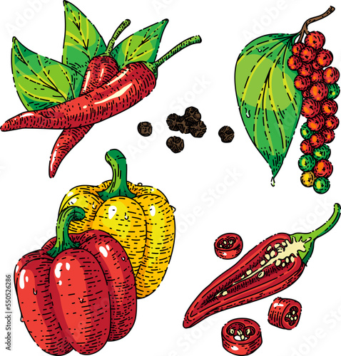 pepper black chili set sketch hand drawn vector spicy hot food, paprica spice, cayenne, mexican chili vintage color line illustration