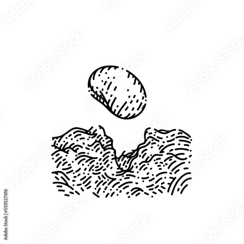 seed sketch hand drawn vector plant vegetable, farm garden, nature bean