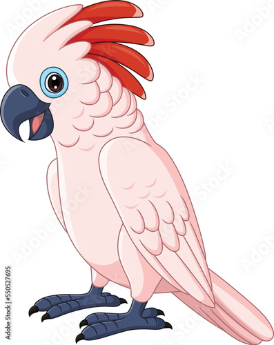 Cartoon Moluccan Cockatoo Parrot on White Background