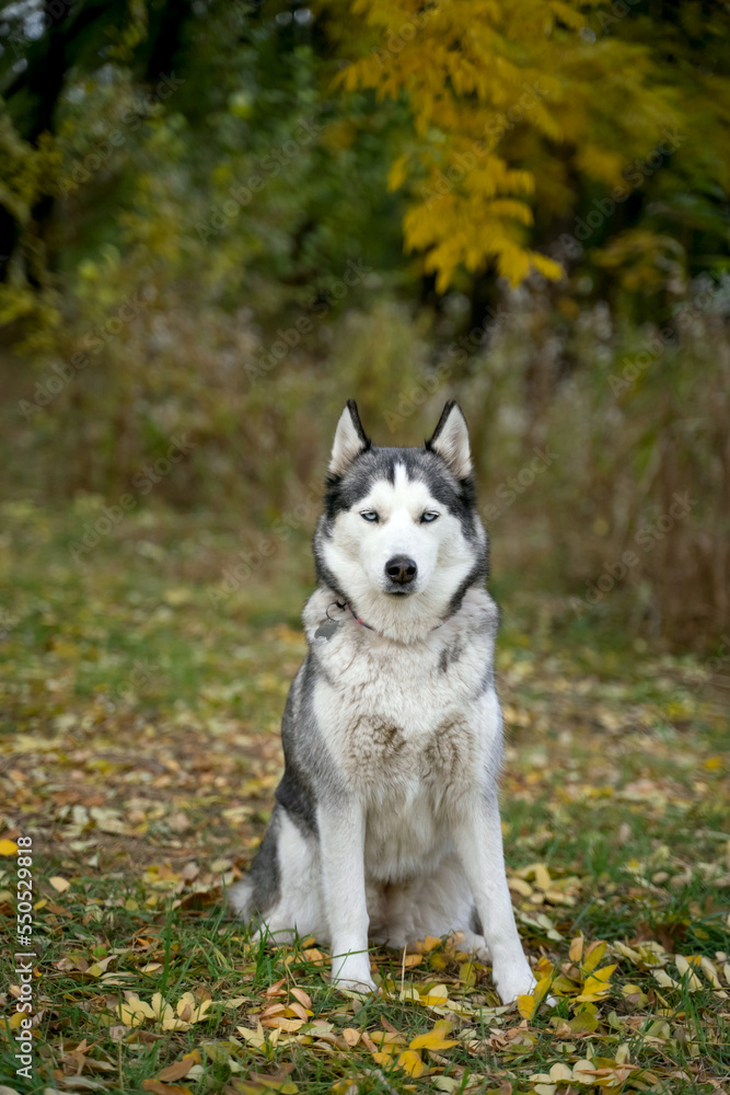 Husky sits in a green forest in nature Husky sits in a green forest in nature