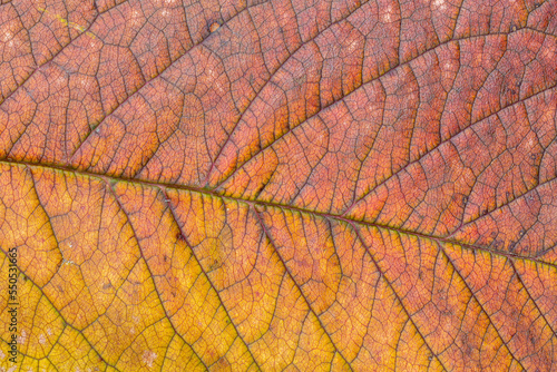 Close-up of a cherry leaf with the colors of autumn. Cerasus.