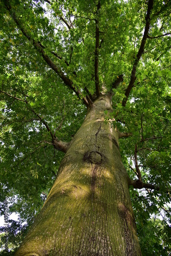 Ceiba pentandra is a tropical tree of the family Malvaceae. The tree is cultivated for its cottonlike seed fibre, particularly in south east Asia, and is also known as the Java cotton, Java kapok. photo