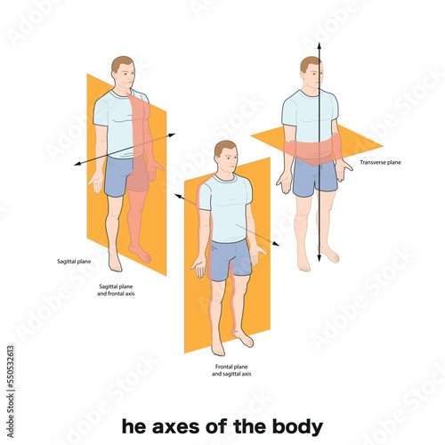 Anatomical planes of the body, Anatomical planes of sections, showing the sagittal, coronal and transverse planes from the female body