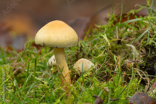 a close up from ground level, a Hypholoma fasciculare, commonly known as the sulphur tuft mushroom. 