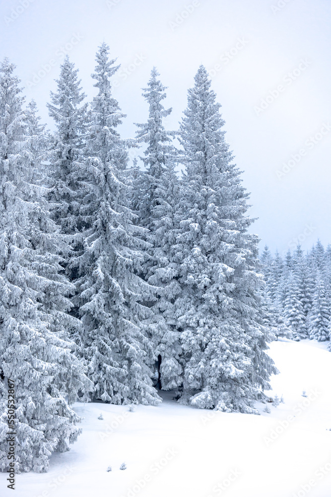 coniferous trees covered with snow during sunset