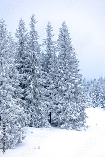 coniferous trees covered with snow during sunset © zhukovvvlad