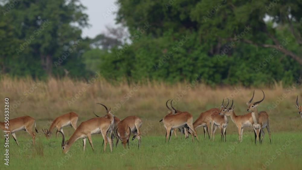 Beautiful impala in the grass with evening sun. Animal in the nature habitat. Sunset in Africa wildlife. Antelope in the grass savannah, Okavango South Africa. Impala in golden grass. Beautiful impala in the grass with evening sun. Animal in the nature habitat. Sunset in Africa wildlife. Antelope in the grass savannah, Okavango South Africa. Impala in golden grass.