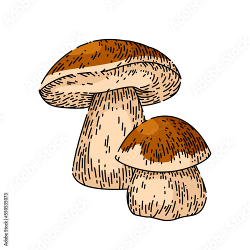 porcini mushroom hand drawn vector. white forest food, vintage vegetable porcini mushroom sketch. isolated color illustration