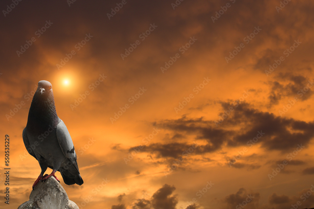 Fototapeta premium Photograph of a pigeon perched on a pole on a light orange sky background with sun and cloudy sky.