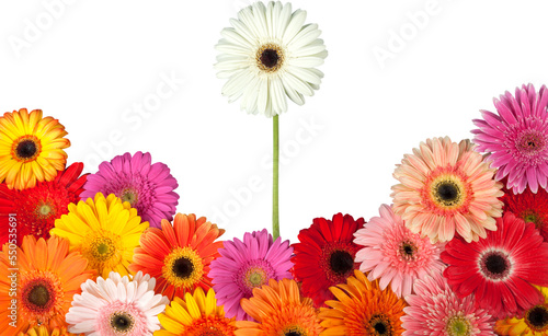 Gerbera Daisies with White Daisy Standing Out